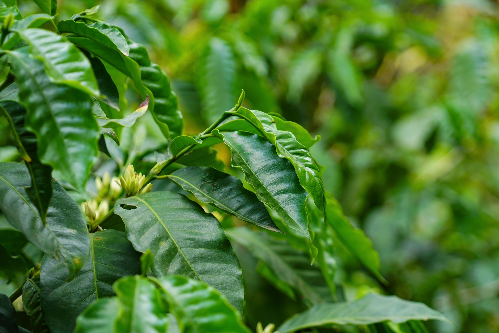 Monteverde Hanging Bridges & Coffee Tour