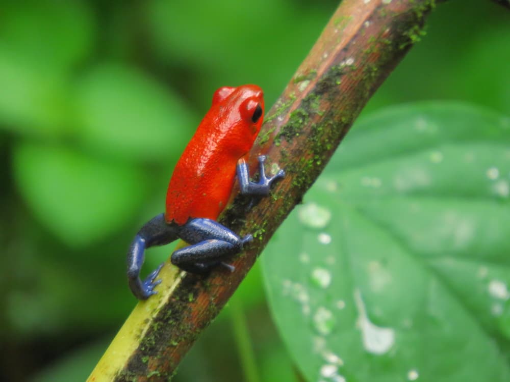 Arenal Volcano Tour in Guanacaste