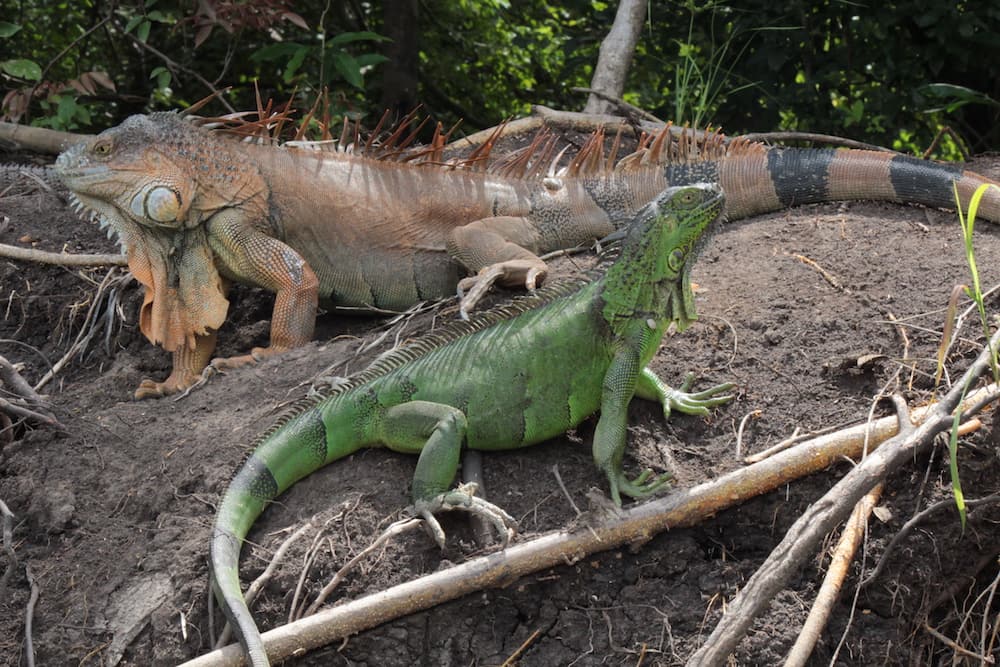 River Tour at Palo Verde in Costa Rica