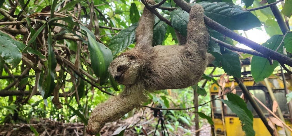  Sloth Adventure & Chocolate tour